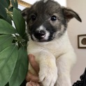 【フリフリ】おかげ様で里親様が決まりました！