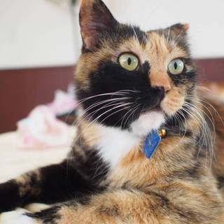 【なーわ】おかげ様で里親様が決まりました！