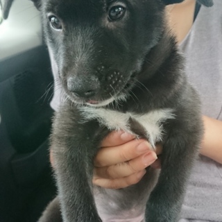 可愛いくてやんちゃな黒茶白とうくん