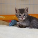 募集停止生後1ヵ月の子猫