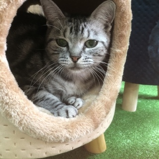 ずっとのお家を募集