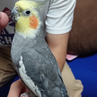 手乗りのノーマルオカメインコ！