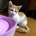 子猫の里親さん募集