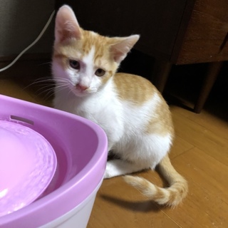 子猫の里親さん募集