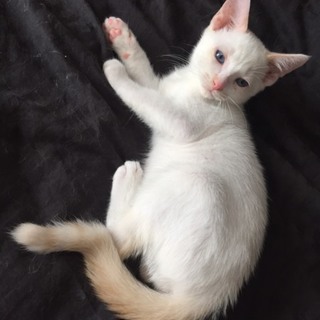 子猫の里親さん募集 (決定致しました