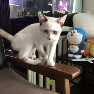 子猫の里親さん募集