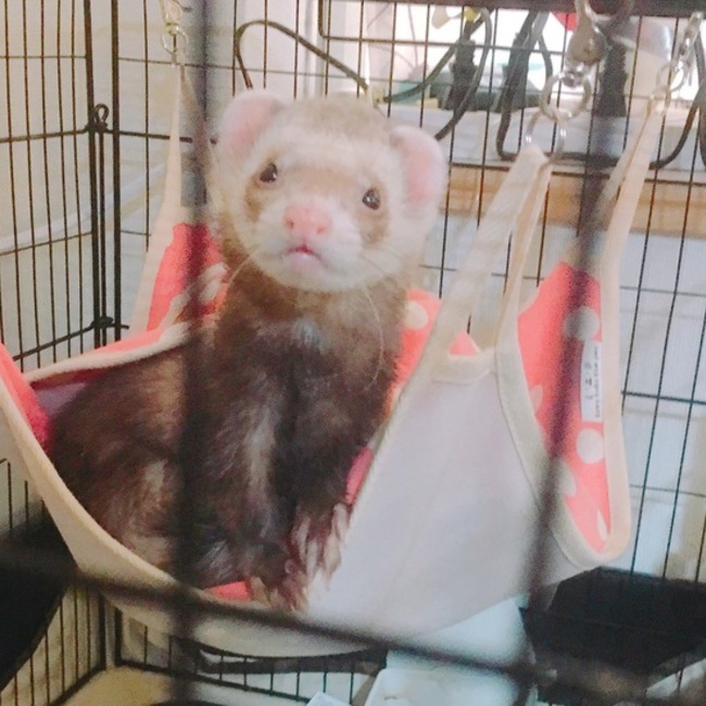 こはひすママのカバー写真