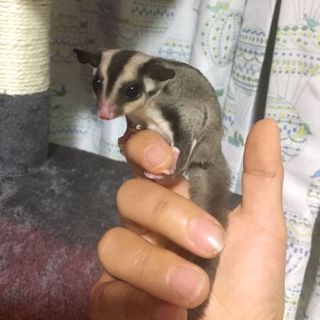 フクロモモンガノーマル兄妹大切に育ててくれる方募集