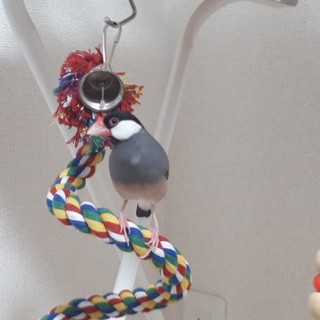 手乗り文鳥の里親募集