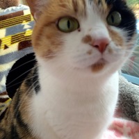 キャリーちゃん