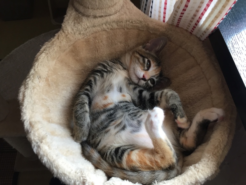 きなこちゃん