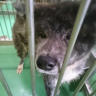 【感謝】繋がります！秋田犬とおちゃん→トラ君