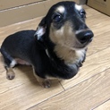 ミニチュアダックスフンド♂