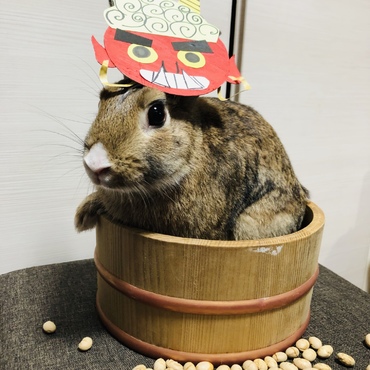 節分たんたん