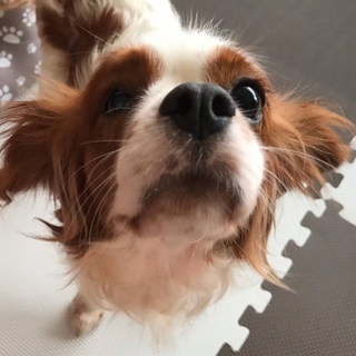 人見知りせずお留守番も上手！ うぶちゃん