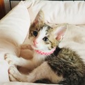 小さなお姫さまはストーカーにゃんこ