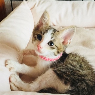 小さなお姫さまはストーカーにゃんこ
