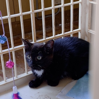 胸元の白い黒猫ちゃん3カ月〜4カ月