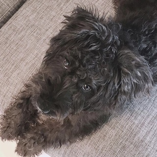 ミニチュアシュナウザー甘えん坊