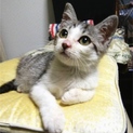 2ヶ月の子猫キジ白くんとキジトラちゃんの里親様募集