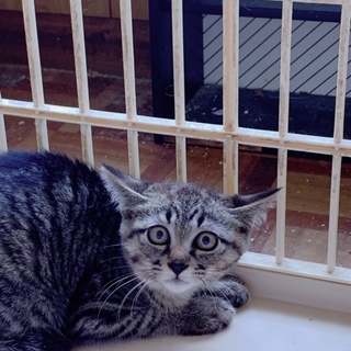 トラ模様の猫ちゃん3ヶ月〜４ヶ月