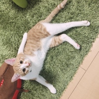 おもち