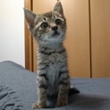 人懐こいキジトラ子猫