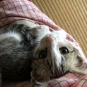 マシュ。TNR現場に現れた兄妹子猫！動画あり