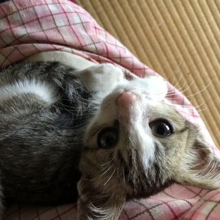 マシュ。TNR現場に現れた兄妹子猫！動画あり