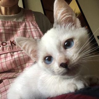 マロン。TNR現場に突然現れた兄妹子猫！動画あり！