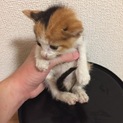 仔猫保護しました。