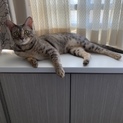 ベンガル オス 成猫