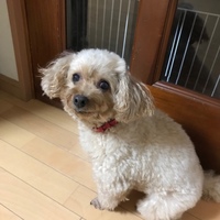 はな