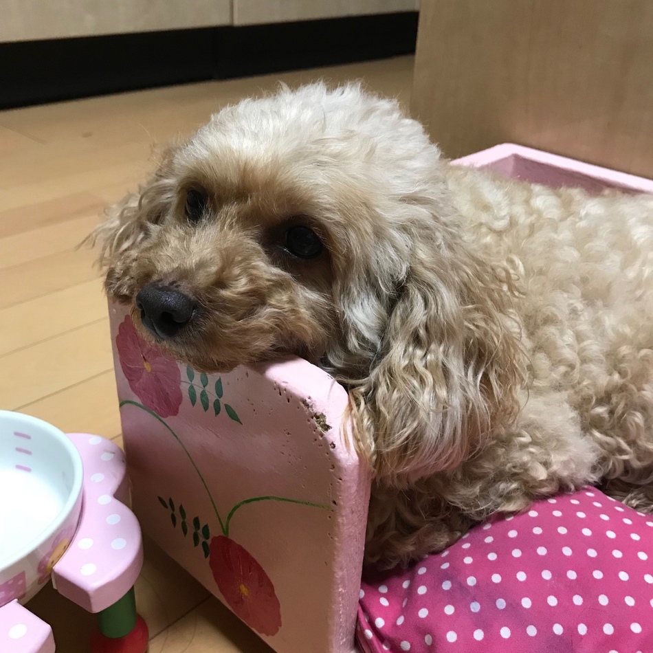 はなのカバー写真