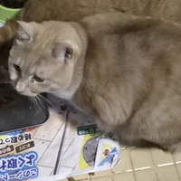てん
