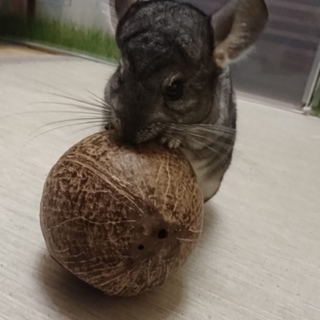 チンチラのもこちゃんを大切に育ててくれる方募集