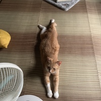 むぎ