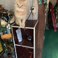 ちび