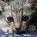 可愛い子猫ちゃん❤️里親さん募集中です！