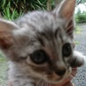 可愛い子猫ちゃん❤️里親さん募集中です！ サムネイル2