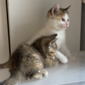 もぅすぐ４ヶ月三毛猫ちゃん 里親募集いたします！