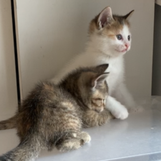 もぅすぐ４ヶ月三毛猫ちゃん 里親募集いたします！