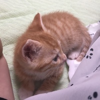 ぱぴこ