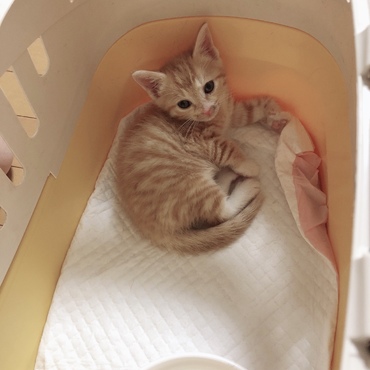 お迎え初日、おうちについたとき！