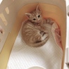 お迎え初日、おうちについたとき！