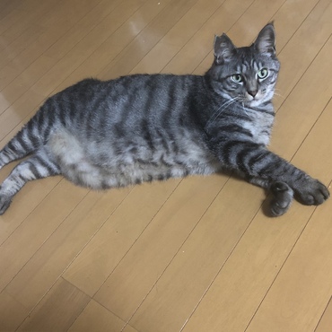 床にゴロン