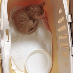 妹分をお迎えしました