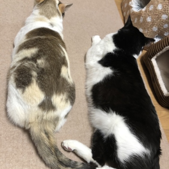 ちいかわ1001のカバー写真