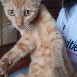 成猫です！甘えん坊！