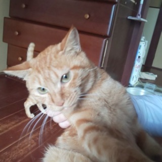 ツンデレな所がいい成猫！！